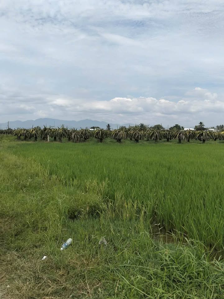 Đất vườn Hàm Liêm 1200m² giá 360 triệu - Đầu tư dài hạn cực tốt!