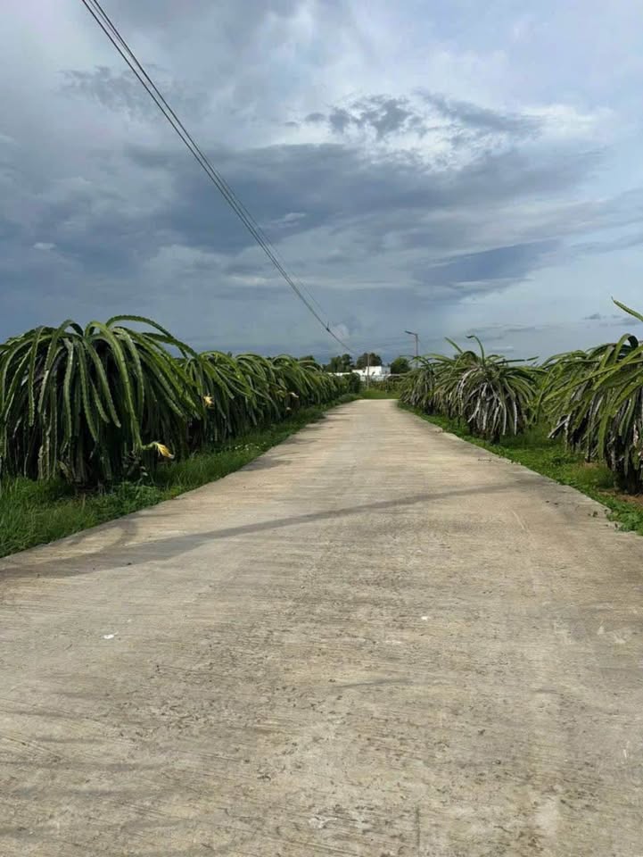 Bán Đất Vườn 1880m² Sổ Đỏ Hàm Liêm, Bình Thuận - View Hồ Mát Mẻ