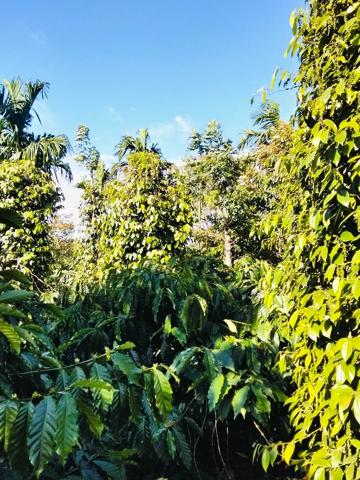 Farm Cư Pơng Đắk Lắk 1.1ha - Trồng Cà phê, Tiêu, Sầu Riêng - Giá 4.6 Tỷ