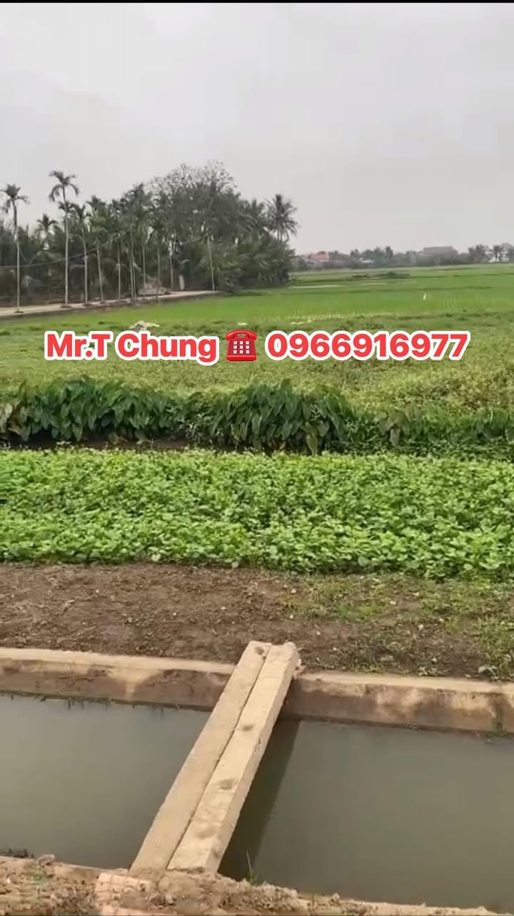 Đất nền Tỉnh Lộ 524 Nga Sơn 200m² - Kinh doanh sinh lời!