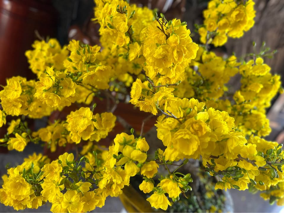 Căn hộ 3PN Vũng Tàu Center 103m² Sổ hồng riêng - Giá tốt