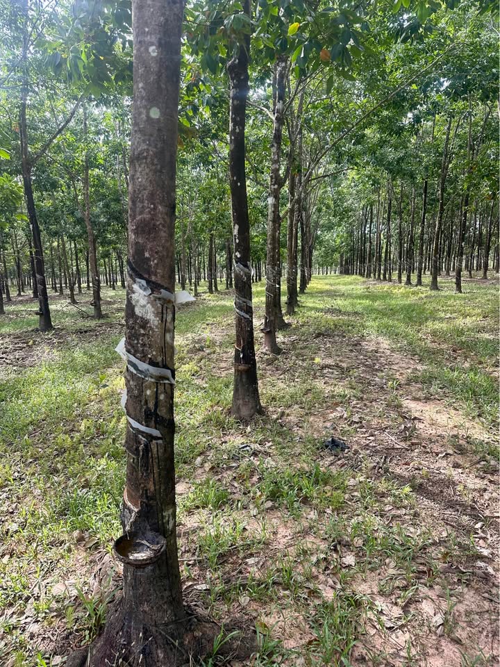 Bán Đất Cao Su Lộc Ninh 5.1ha - Kinh Doanh 4.1ha Cạo Mủ 40tr/tháng
