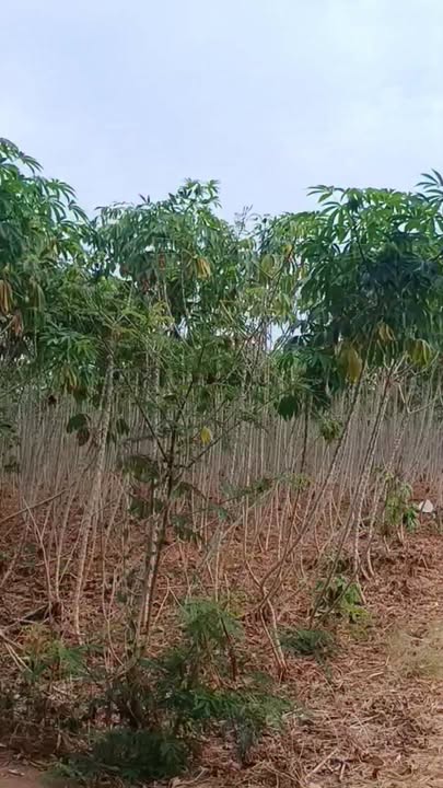 Đất nền Sơn Bình, Châu Đức 9400m² - Tiềm năng tăng giá vượt trội!