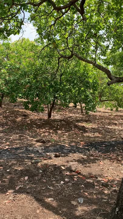 Đất Vườn 2.6ha Đồng Phú, Bình Phước - Sổ Đỏ Rẻ 1.56 Tỷ