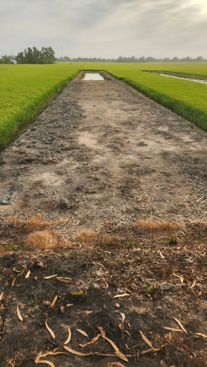 Đất nền 1000m² Xã Kiến Bình, Tân Thạnh - Ô tô vào tận nơi, giá 320 triệu