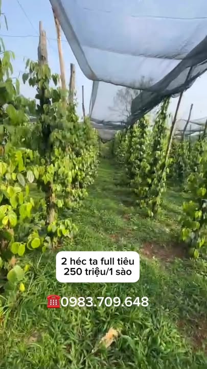 Đất Vườn 2ha Cư Knia, Đắk Nông 5 tỷ - Sổ hồng, Tiềm năng đầu tư!