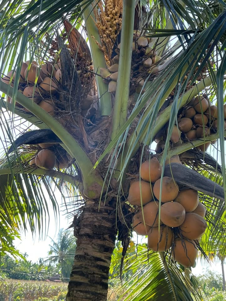 Đất nền Chơn Thành Bình Phước 503m² – Sổ đỏ chính chủ