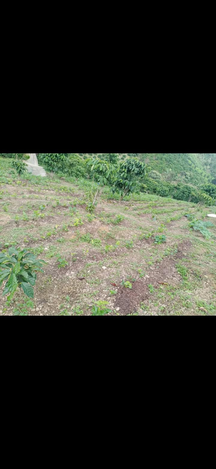 Đất vườn Liêng Srônh 5500m² giá 700 triệu - Đầu tư dài hạn!