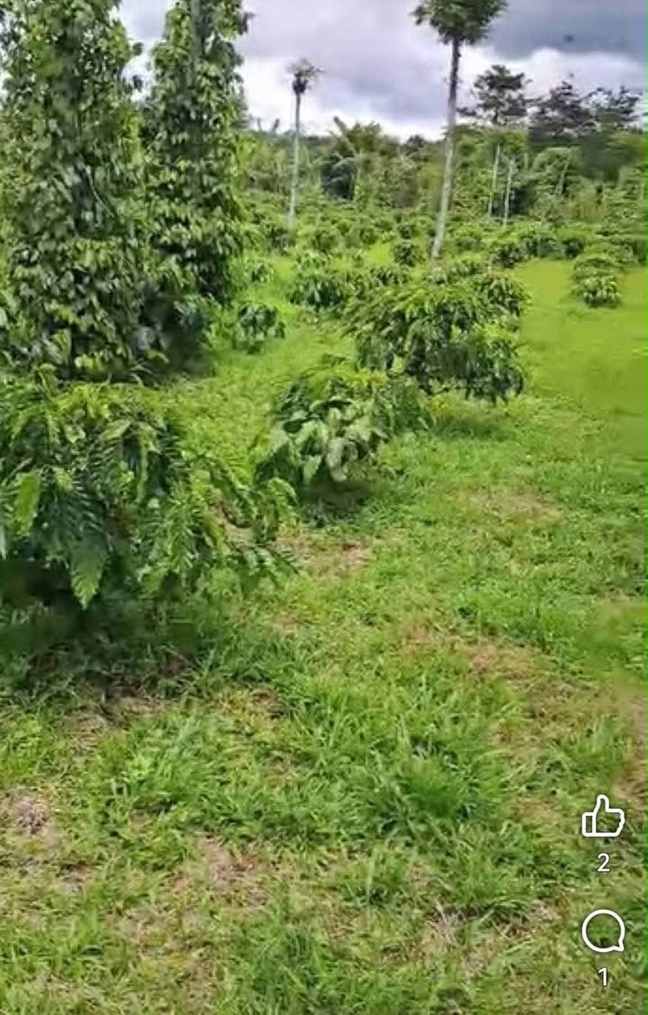 Đất Vườn Di Linh 4600m² - Sinh Thái Xanh, Giá Tốt!