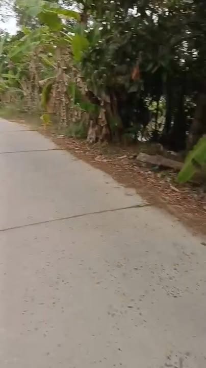 Đất Ruộng Mặt Tiền Lộ Ô Tô 17.000m² - Đồng Tháp Giá Tốt