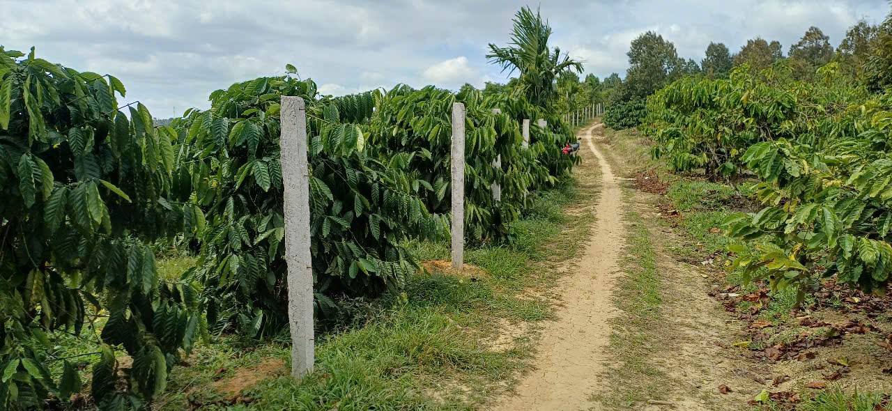 Đất nền Đắk R'La, Đắk Mil 2520m² giá 1.65 tỷ - Tiềm năng tăng giá!