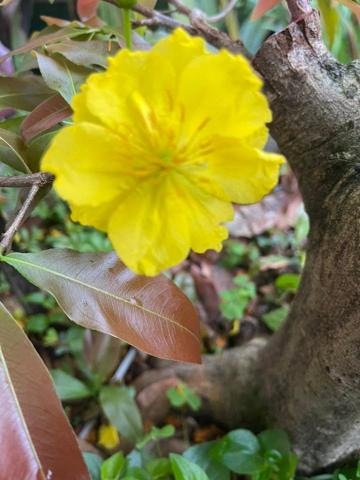 Nhà Mặt Tiền Hoàng Hoa Thám Quảng Ngãi 115m² - Mặt Tiền Kinh Doanh Vàng!