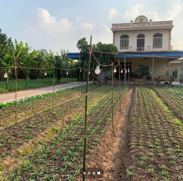 Bán Nhà Vườn 2 Tầng 1050m² Phà Tân Đệ, Nam Định - Giá 7 Tỷ