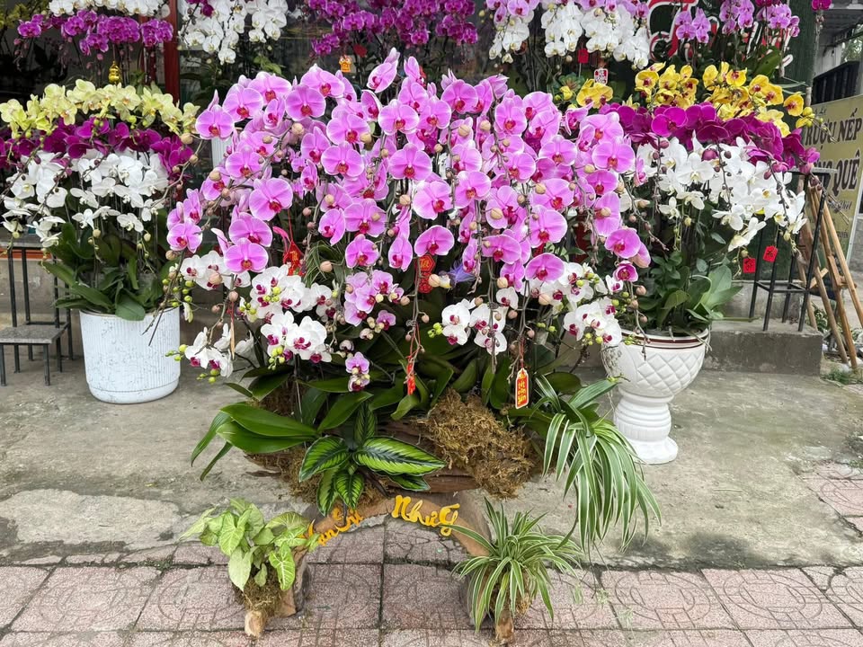 Đất nền Nghi Hòa, Cửa Lò 220m² - Sổ đỏ chính chủ, giá tốt!