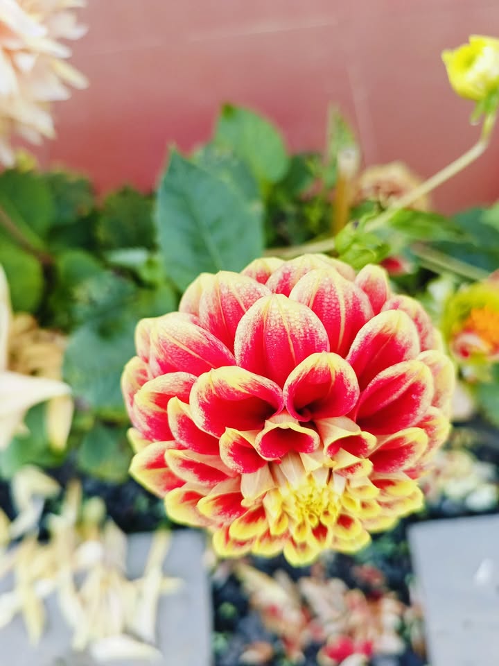 Đất Nền Thâm Tâm 100m² (7.5m) Hướng Bắc - Sổ Đỏ Sạch Đẹp, Giá 5.2 Tỷ