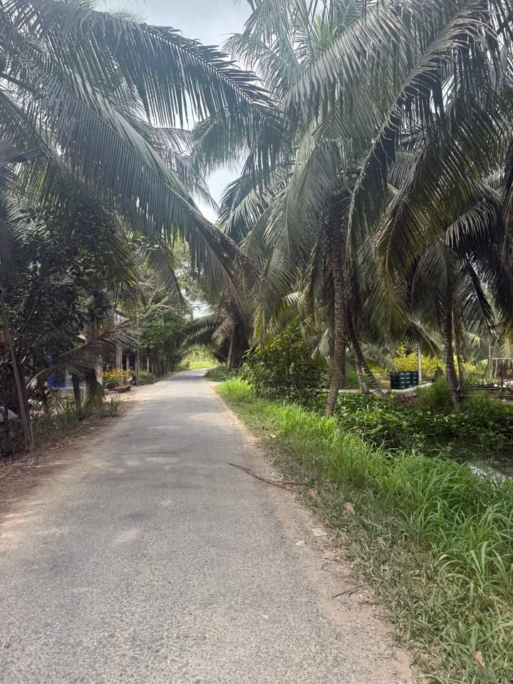 Đất vườn Trà Vinh 5558m² chỉ 1.28 tỷ - Sinh thái xanh, ô tô tới đất!