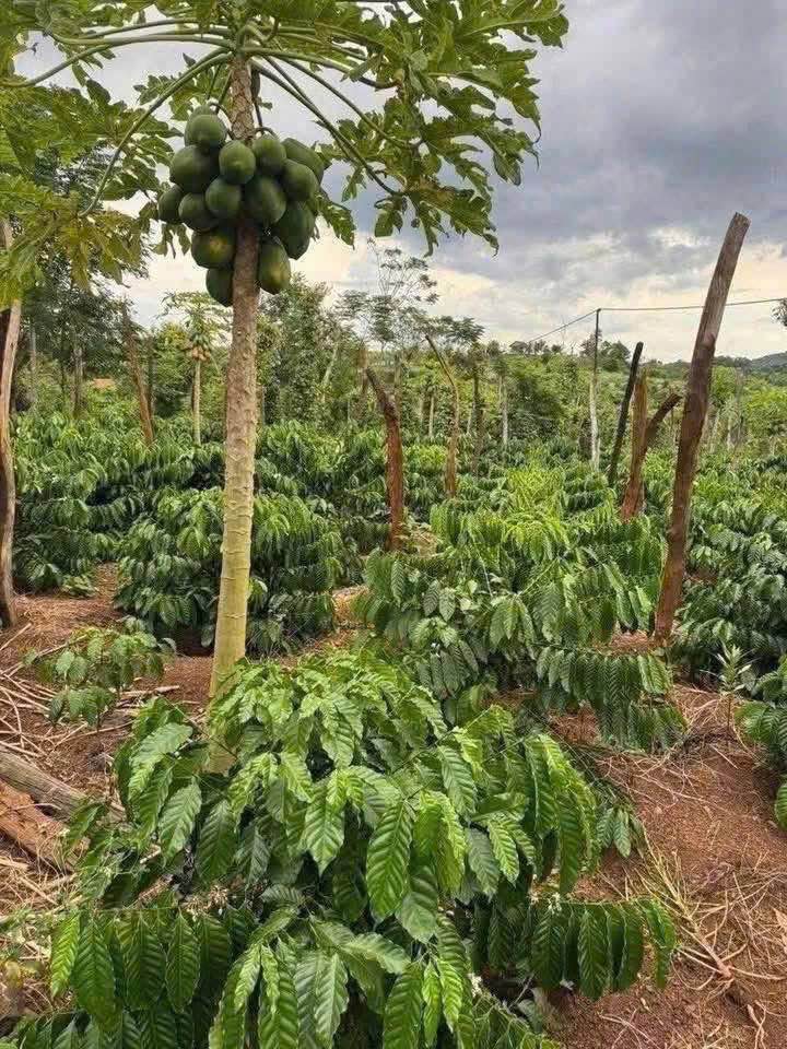 Đất nền Thôn 4 Cư ÊBur 500m² giá từ 500 triệu - Sổ đỏ chính chủ