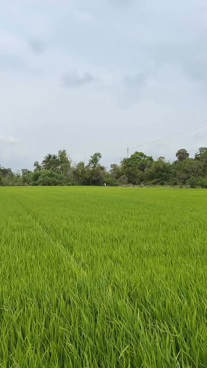 Đất ruộng Phước Long 10.313m² 721.91 triệu - Đường to ô tô