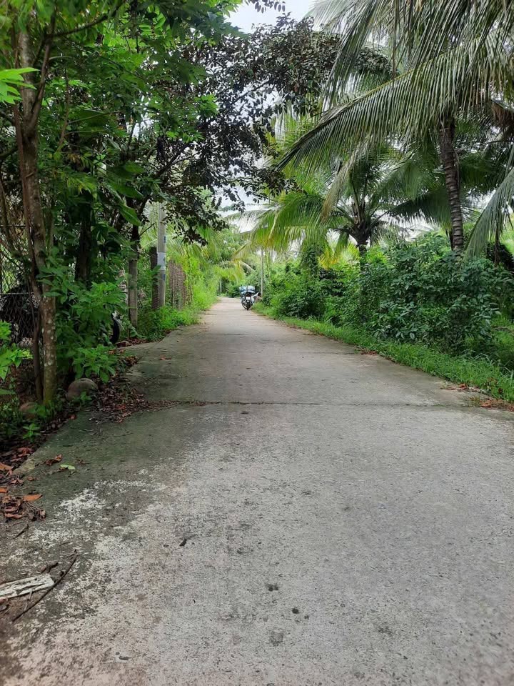 Đất Vườn Bến Tre 2106m² Mặt Tiền Lộ Liên Xã - Giá Khai Lộc 2.4 Tỷ