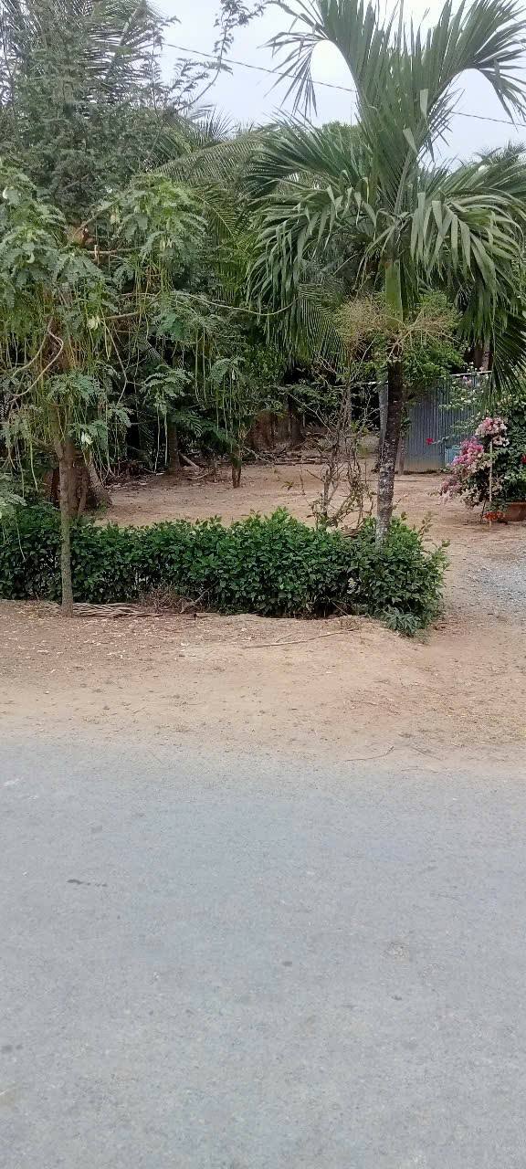 Bán Đất Nền 1119m² Sổ Đỏ Tại Xã Phong Nẫm, Giồng Trôm, Bến Tre - Giá 1.6 Tỷ