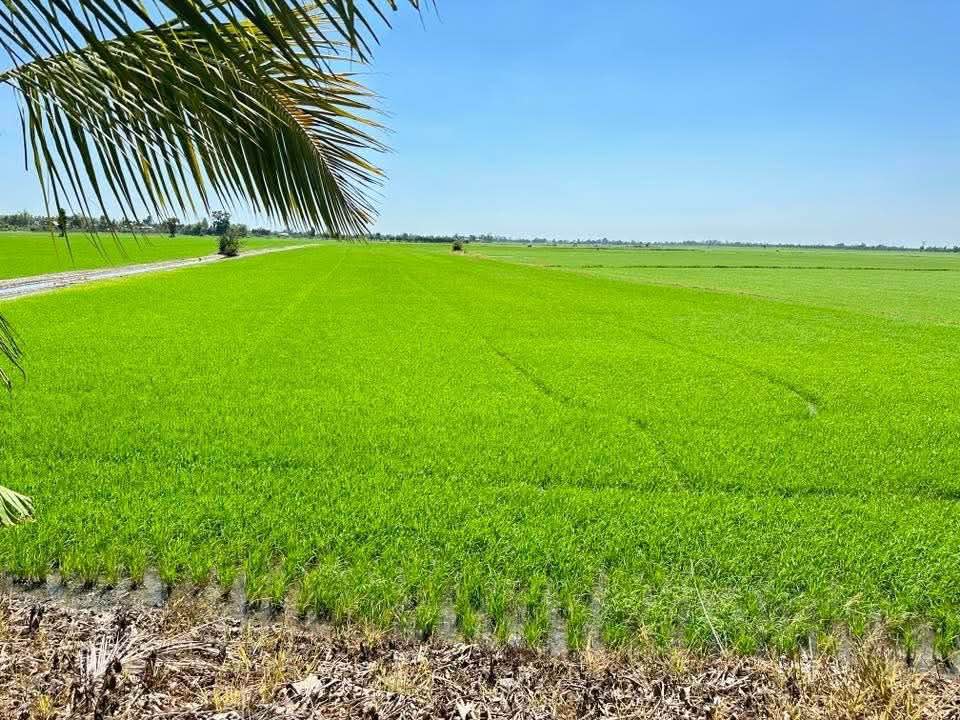 Bán Gấp Đất Ruộng 12.000m² Xã Bình Hoà, Bến Tre - Sổ Đỏ Sẵn Sàng