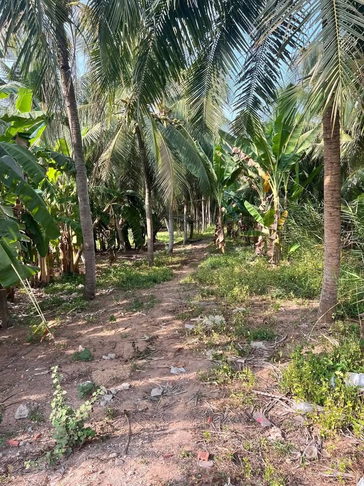 Đất nền Mặt tiền QL 57b Lộc Thuận, Bến Tre - 656m² - 2 Tỷ, Kinh doanh tốt