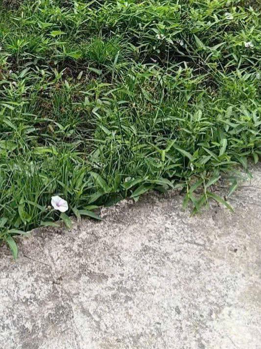 Bán Đất Nền Giồng Trôm Bến Tre 415m² - Sổ Đỏ Sẵn Sàng