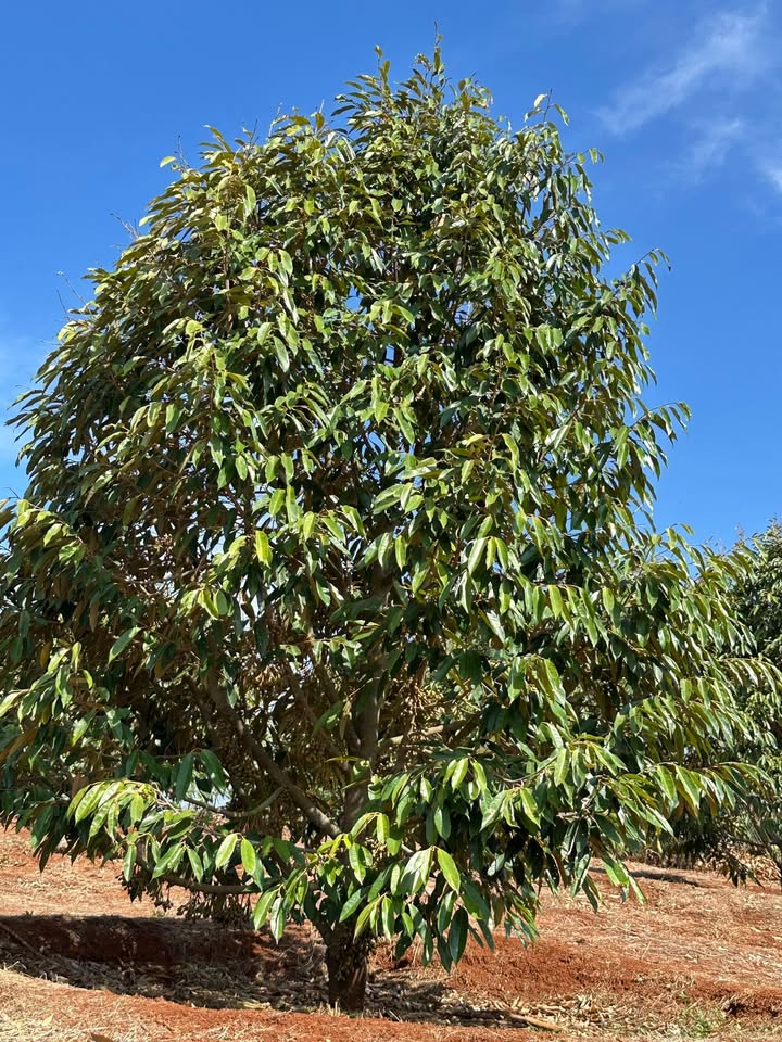 Farm 29000m² Đắk Lắk - 2900 Cây Cà Phê Kinh Doanh, Giá 6.8 Tỷ