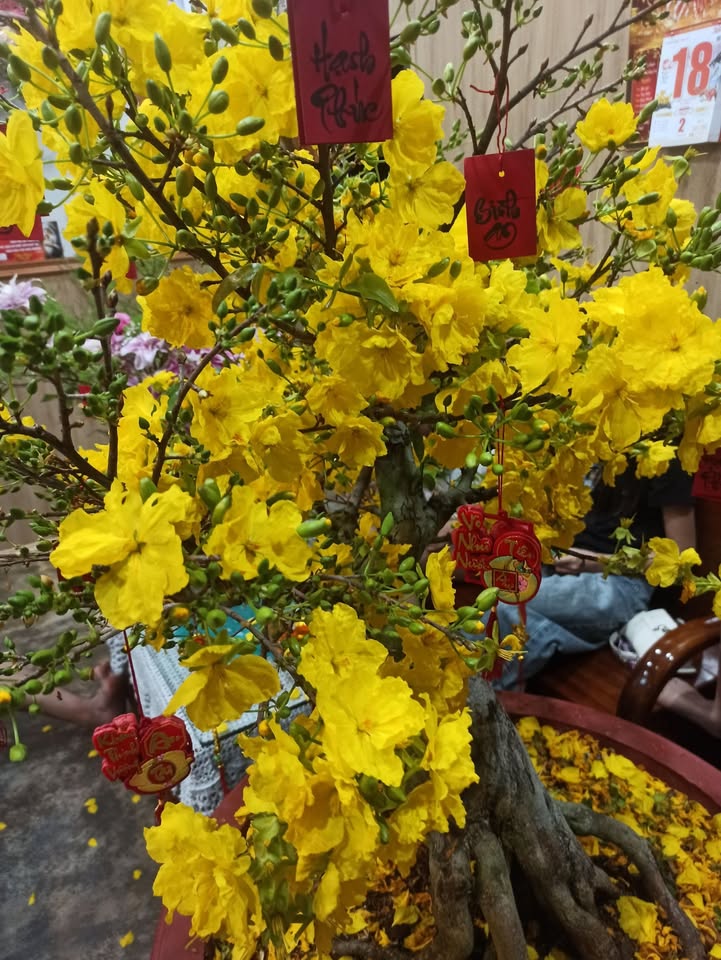 Bán nhà vườn Bảo Lâm 815m² giá 6.2 tỷ - Ô tô vào tận nhà