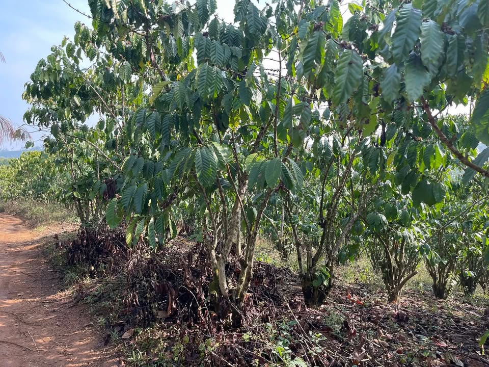 Bán đất vườn Lộc Phú Bảo Lâm 6.5 sào giá 2.1 tỷ - Nghỉ dưỡng lý tưởng