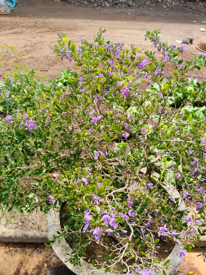 Lô Đất Xã Bình Hòa 161m² Đắk Lắk - Pháp lý rõ ràng!