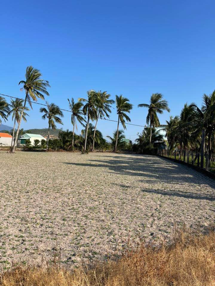 Đất Nền Cát Hanh, Phù Cát 240m² - Sổ Đỏ Rõ Ràng, Giá Đầu Tư Hấp Dẫn