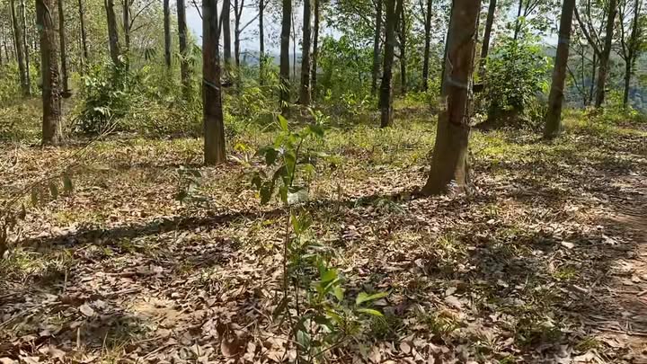 Bán Gấp Đất Vườn 3.8ha Xã Nam Xuân, Krông Nô - Giá Đầu Tư 4.3 Tỷ