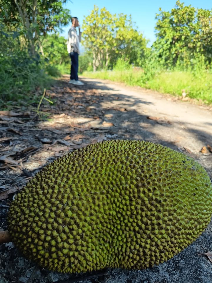 Bán đất 150ha Tuần Giáo, Điện Biên - Sẵn sàng trồng cà phê, giá 150 triệu/ha