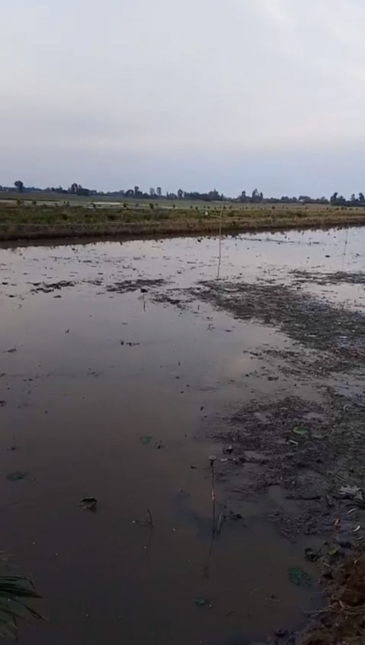 Bán Đất Vườn Tân Thạnh Long An 5000m² - View Kênh Lớn Giá Tốt