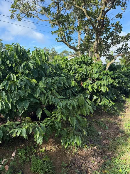 Đất Nền Đắk Lắk - 360m² Mặt Tiền Rẫy Giá Chỉ 255 Triệu