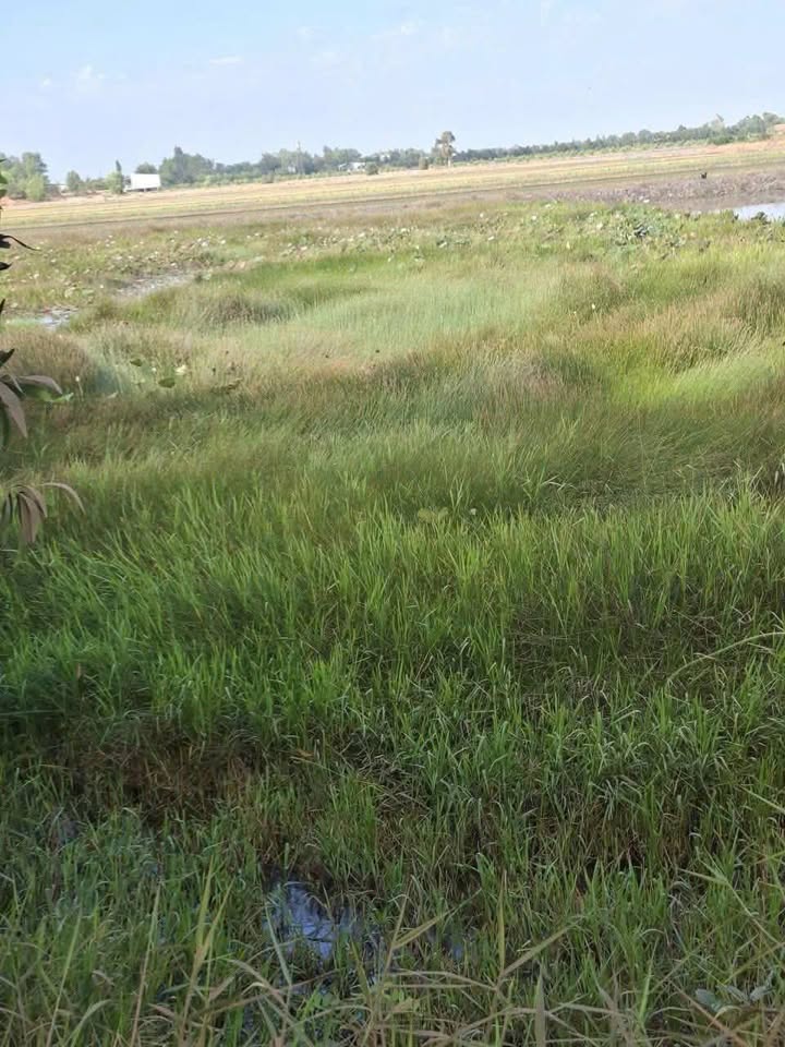 Đất nền Tân Bình, Long An 1040m² - Sổ đỏ chính chủ, ô tô tới đất!