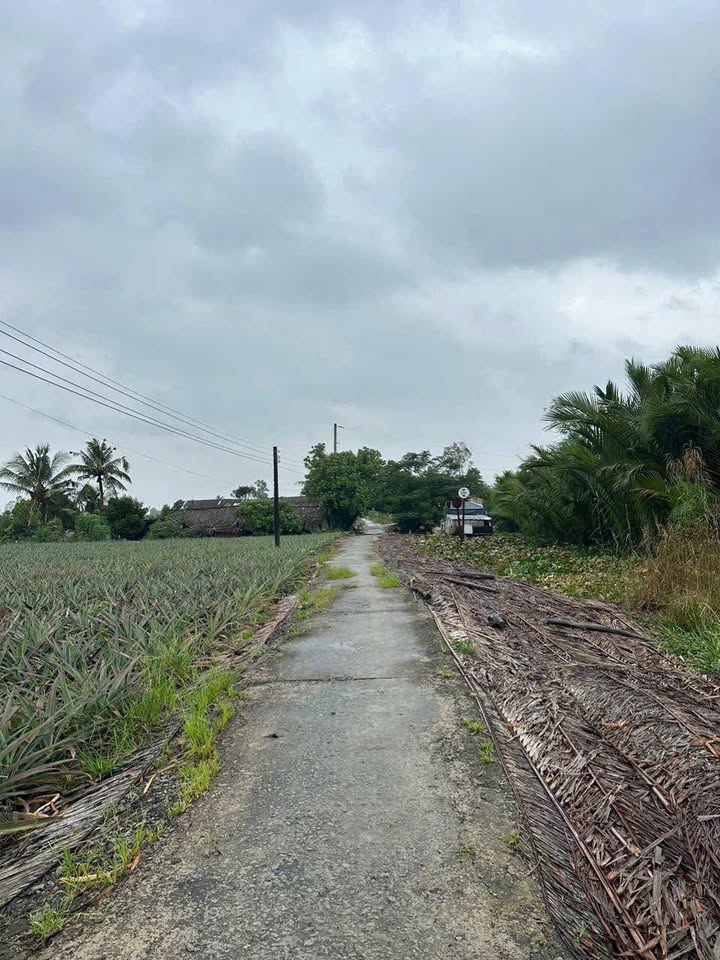 Đất thổ cư 500m² Hoả Lựu, Hậu Giang - Sổ đỏ sẵn 260 triệu