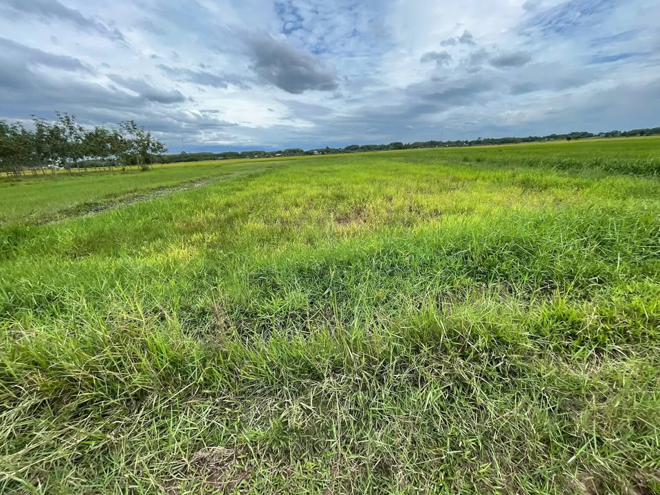 Bán đất vườn An Nhơn Tây Củ Chi 3851m² giá 2.5 tỷ - Đầu tư sinh lời!