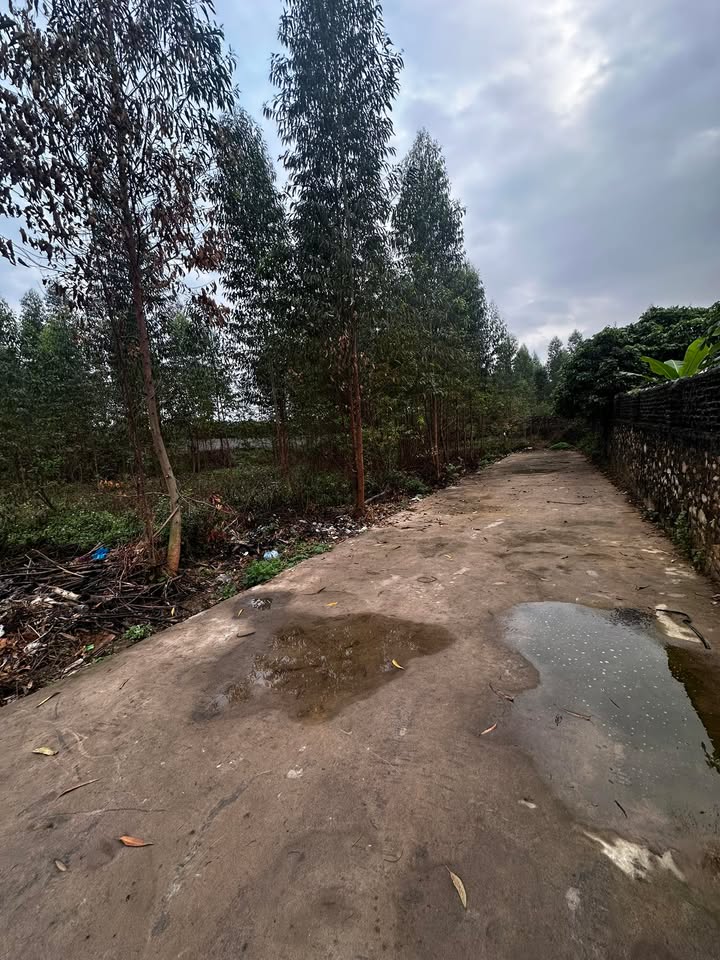 Đất Vườn Trung Hậu, Lục Nam: 520m² Sẵn Sổ - Giá Chỉ Hơn 500 Triệu