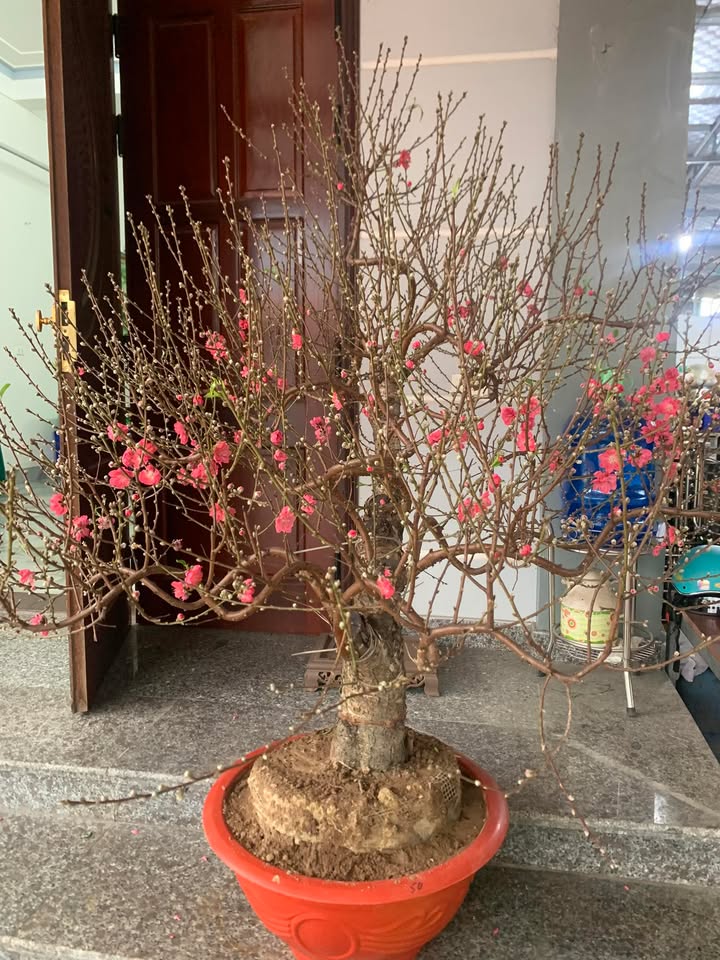 Đất thổ cư 115m² Xuân Ổ A, Bắc Ninh - Sổ Hồng sẵn sàng, ô tô tránh