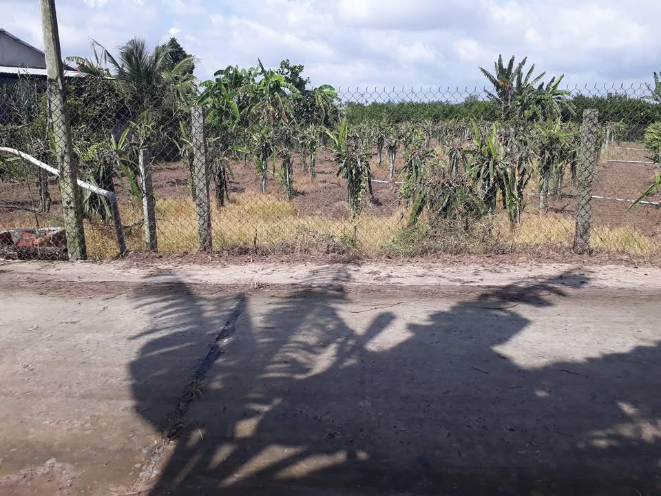 Bán Đất Vườn 1141m² Đồng Tháp - Sổ Hồng Sẵn Sàng