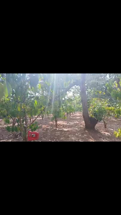 Đất vườn Thọ Sơn, Bù Đăng 3240m² - Sinh thái xanh, tiềm năng đầu tư!