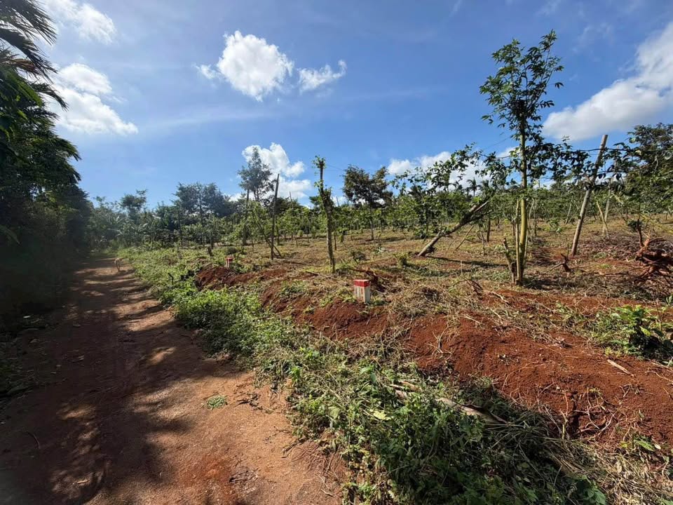 Đất Nền Phường Cư Bao, Buôn Hồ 150m² - Tiềm Năng Tăng Giá Vượt Trội!