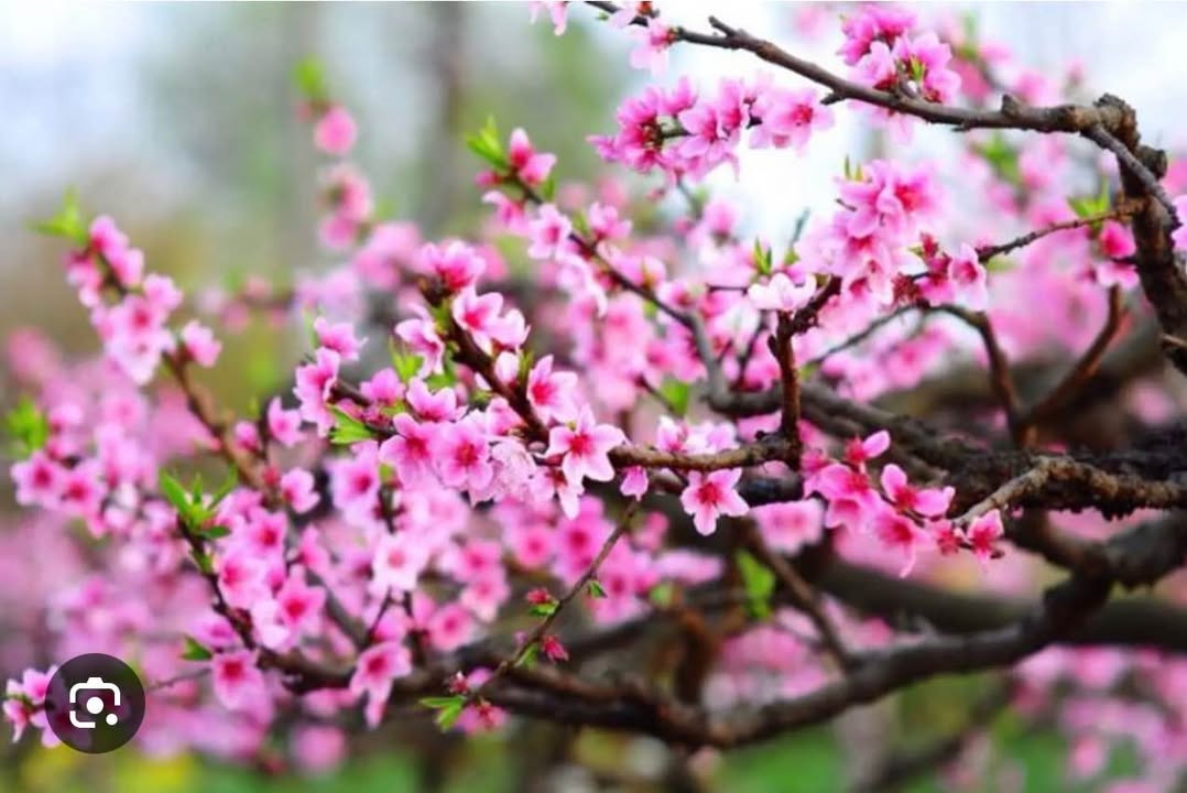 Đất nền Cư ÊBur Buôn Ma Thuột 270m² chỉ 698 triệu - Sổ đỏ chính chủ!