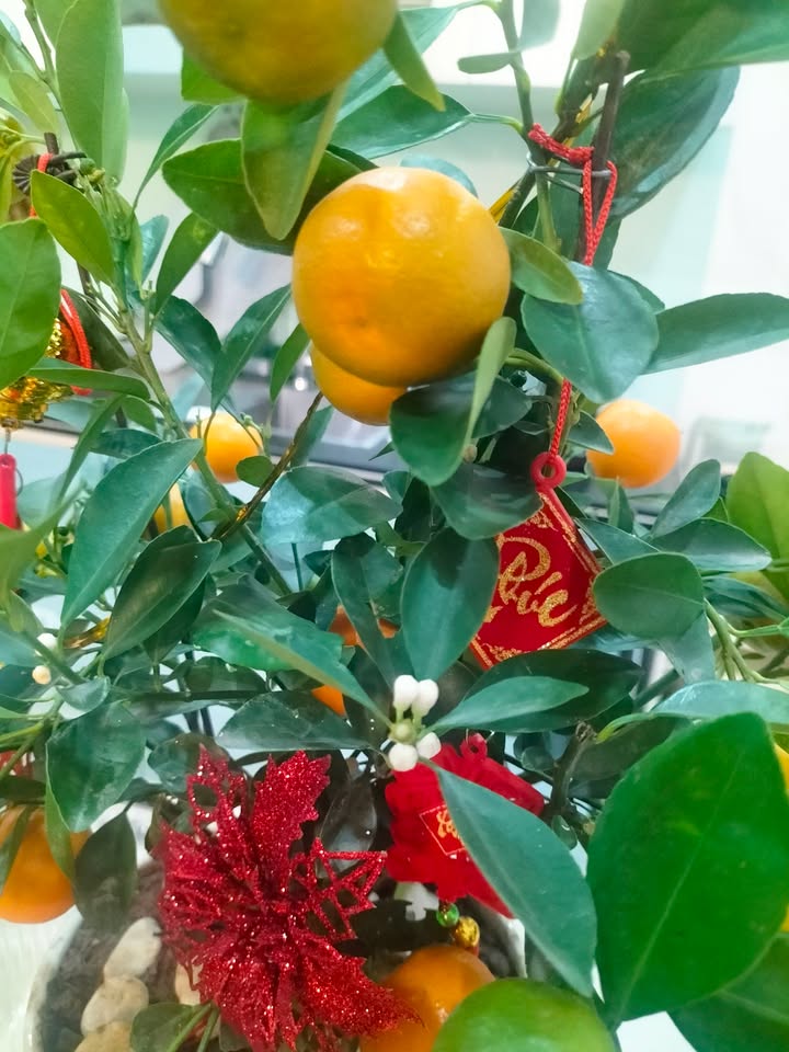 Đất nền An Sinh Đông Triều 140m² giá 1.54 tỷ - Đường to ô tô vào tận đất