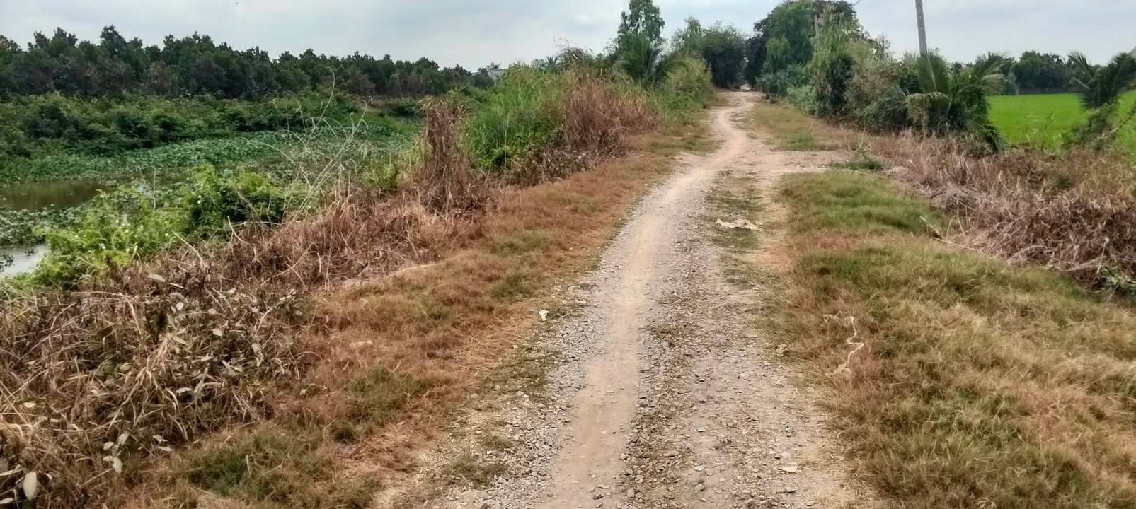 Bán Đất Vườn 22.000m² Đồng Tháp - Sổ Hồng Rõ Ràng