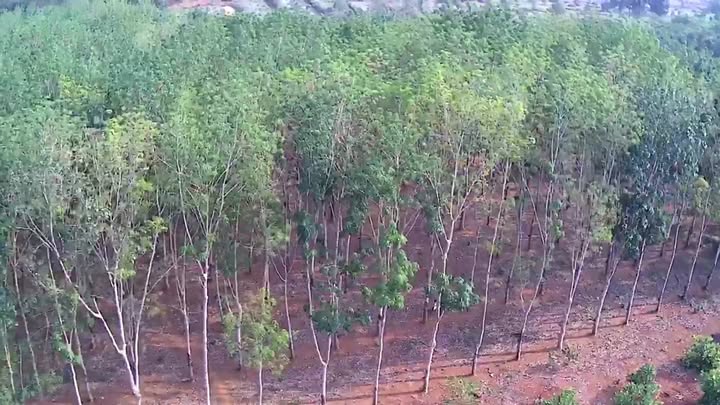 Bán 5.5ha đất đỏ bazan Nghĩa Trung Bù Đăng - 800m mặt tiền, giá đầu tư tốt!