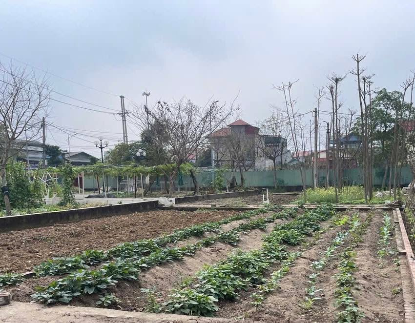 Đất đấu giá X5 Thu Lam Đông Anh 79m² - Sổ đỏ chính chủ sẵn sàng!