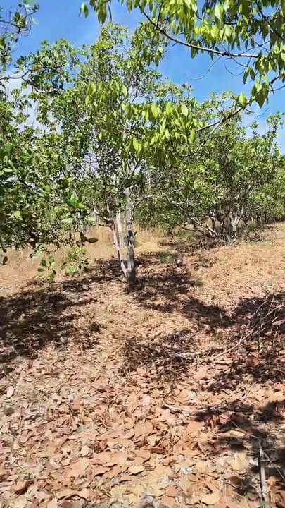 Đất nền Pleiku 6ha giá 13.8 tỷ - Tiềm năng tăng giá vượt trội